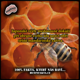 Obrana japonské včely medonosné