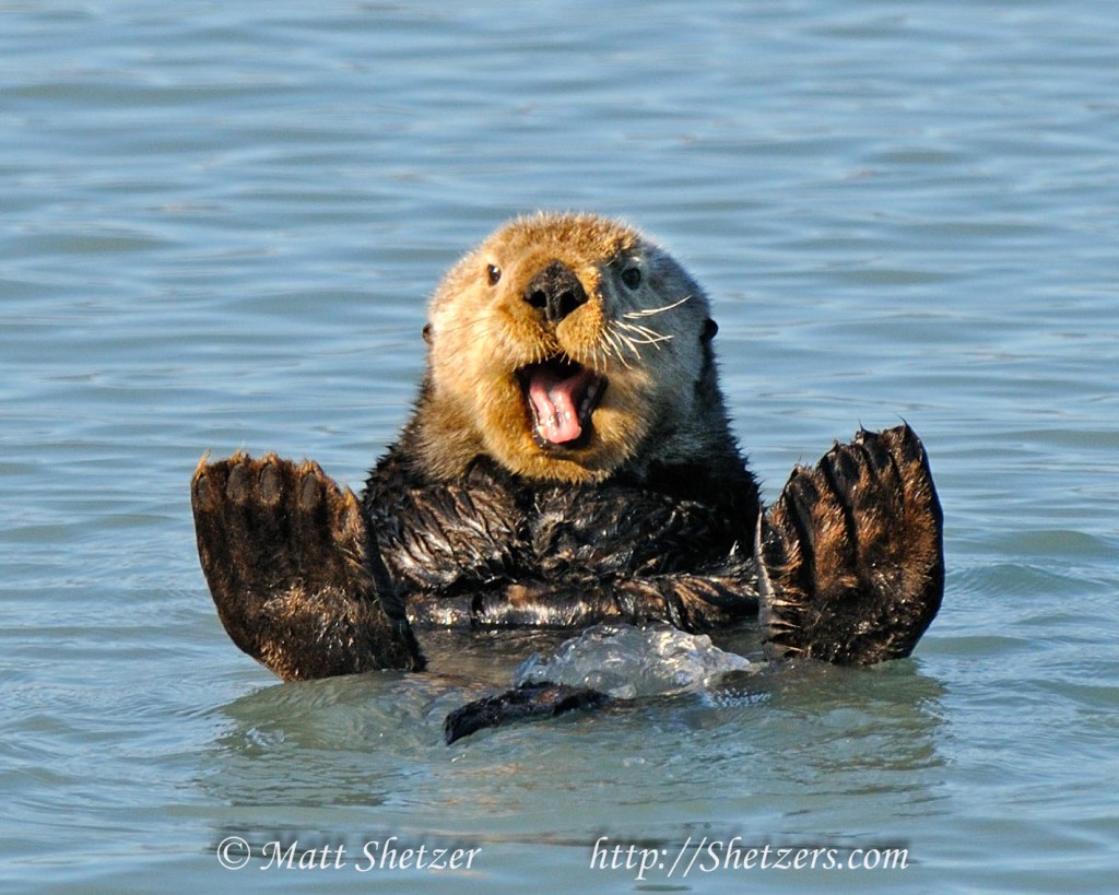 Sea otter waves hello while swimming - Husty Fakta